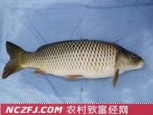 超级鲤【库百科农业网】