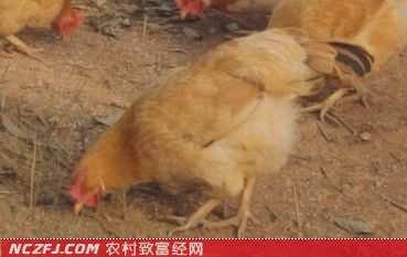 仙居鸡养殖技术 [农广天地]【库百科农业网】
