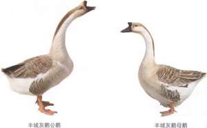 丰城灰鹅【库百科农业网】