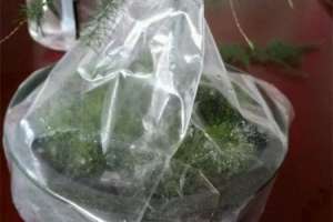 挖来的苔藓怎么养，去哪挖【库百科农业网】