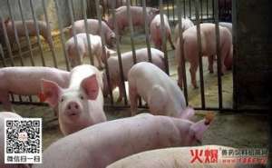 一例仔猪链球菌感染的诊治【库百科农业网】