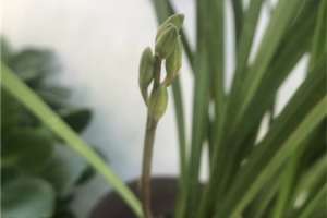 兰花发芽期的管理方法（浇水、施肥方法详解）【库百科农业网】