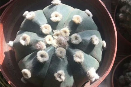 星兜的养殖方法，适合用深盆还是浅盆【库百科农业网】