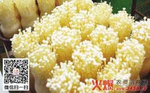 金针菇管理技术要点【库百科农业网】