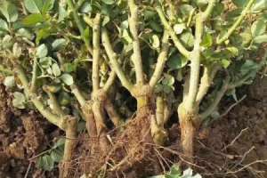 玫瑰老根种植方法【库百科农业网】