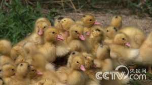 [致富经]李学财：4块钱一个的土鸡蛋让他年售3000万【库百科农业网】