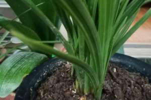怎么让墨兰开花，开花期怎么养【库百科农业网】