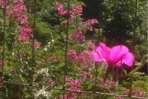 紫荆花秋季开花是怎么样的，多久施一次肥【库百科农业网】