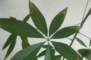 发财树长的太高怎么办【库百科农业网】