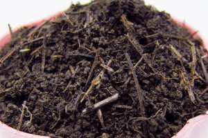 网购的茉莉小苗怎么养【库百科农业网】