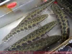 乌鳢黑鱼养殖一亩赚三万[每日农经]【库百科农业网】
