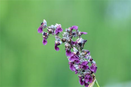 再力花