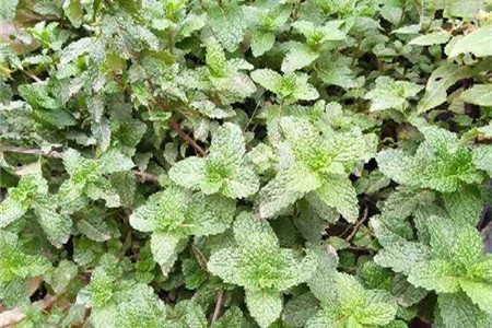 新买的薄荷怎么养【库百科农业网】