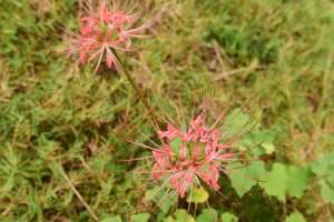 彼岸花怎么种植方法，彼岸花的种植方法和时间【库百科农业网】