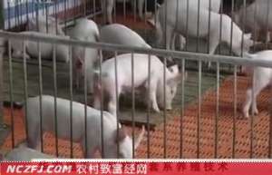 华农温氏1号猪配套系养殖技术　[农广天地]【库百科农业网】
