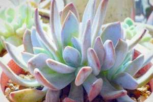 芙蓉雪莲的养殖方法和注意事项【库百科农业网】