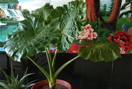 新买的海芋花怎么养【库百科农业网】