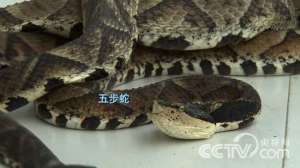 [致富经]董仪表养蛇：发现危险背后的商机致富【库百科农业网】