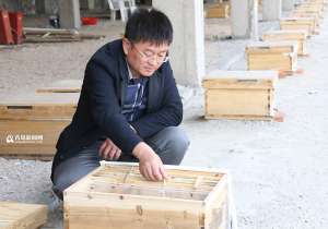 探访山东青岛深山养蜂基地 中华蜜蜂达数百万【库百科农业网】