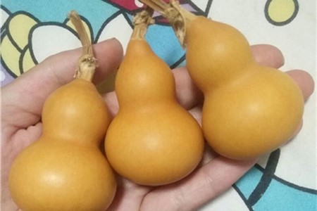 葫芦怕不怕太阳，文玩葫芦怕太阳吗【库百科农业网】