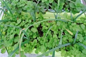 香菜多少钱一斤（价格介绍）【库百科农业网】