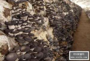 平菇高产稳产的栽培技术【库百科农业网】