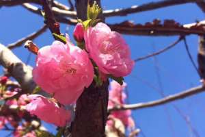 梅花的特点，梅花图片【库百科农业网】