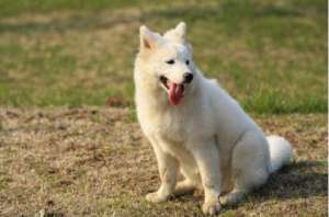 犬瘟热的临床症状 犬瘟热的治疗与预防【库百科农业网】
