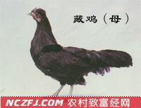 藏鸡【库百科农业网】
