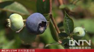 罗伟种蓝莓开发蓝莓采摘园致富[致富经]【库百科农业网】