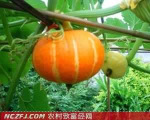红皮南瓜品种哪种最好-【库百科农业网】