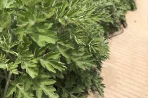 艾草种植方法，艾草的图片【库百科农业网】