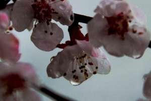 杏树开花了还能浇水吗【库百科农业网】
