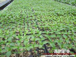 蔬菜育苗死苗的原因及防治措施【库百科农业网】