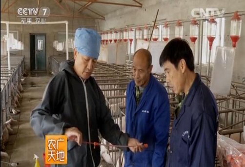 [农广天地]猪子宫内深部人工输精技术【库百科农业网】