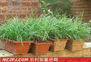 盆栽韭菜赚钱多，一盆价格卖到100元【库百科农业网】
