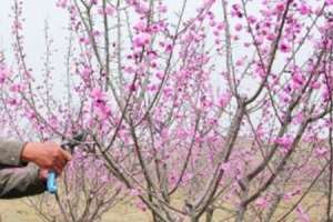 梅花如何修剪【库百科农业网】