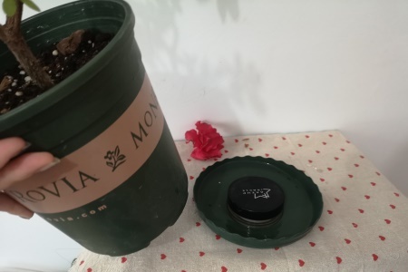 新买的杜鹃花怎么缓苗【库百科农业网】