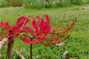 彼岸花分株后当年能开花吗，彼岸花如何分株【库百科农业网】