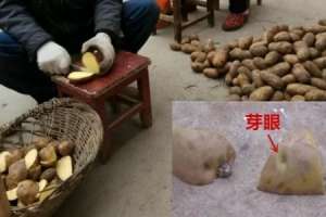 种土豆的方法，用什么底肥最好【库百科农业网】