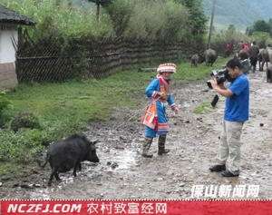 [生财有道小耳猪]刘成云明光小耳猪养殖成就大财富【库百科农业网】