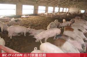 发酵床养猪技术　[农广天地]【库百科农业网】