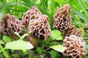 羊肚菌无基料栽培技术方法 羊肚菌无基料栽培管理要点【库百科农业网】