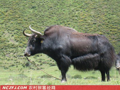 大通牦牛养殖技术 [农广天地]【库百科农业网】