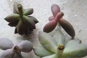 多肉没根了还能活吗【库百科农业网】