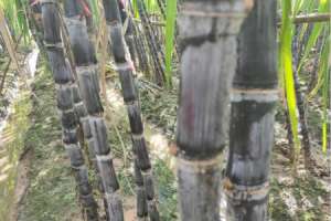 甘蔗种植方法，甘蔗图片【库百科农业网】