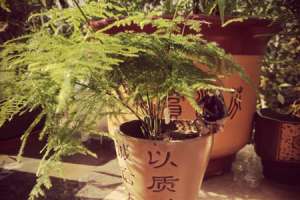 文竹是什么科的植物，是酸性还是碱性土壤【库百科农业网】