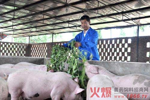 猪青饲料饲喂的方法和注意事项【库百科农业网】