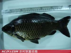 乌龙鲫(黑色鲫鱼)【库百科农业网】