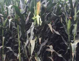 2017年种一亩青贮玉米可以赚多少钱？哪里适合种？【库百科农业网】